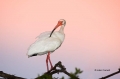 White-Ibis;Ibis;Eudocimus-albus;Sunrise;One;one-animal;avifauna;bird;birds;feath
